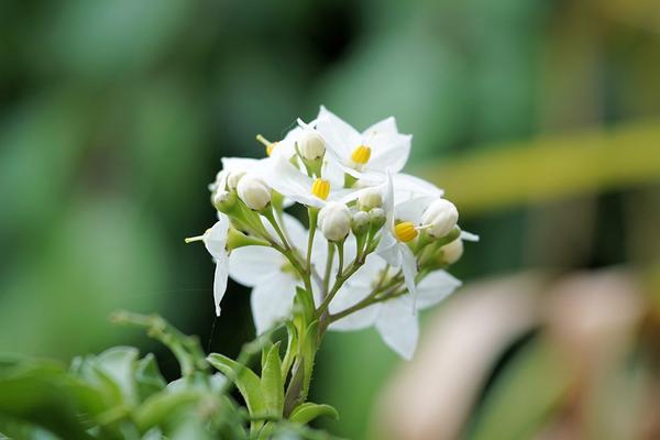jasmine-flower