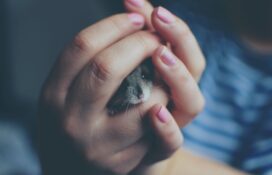 8 Easy Pets to Care For – From Hamsters to Rabbits