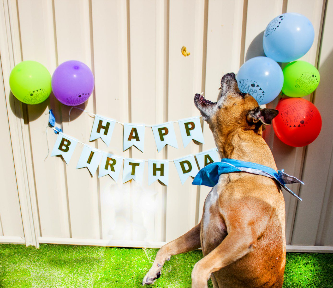 Party Favors for Dog Birthday